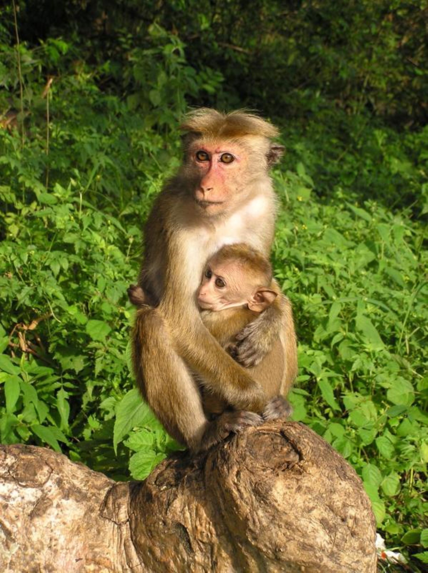 Šri Lanka - Exotic Lanka tour